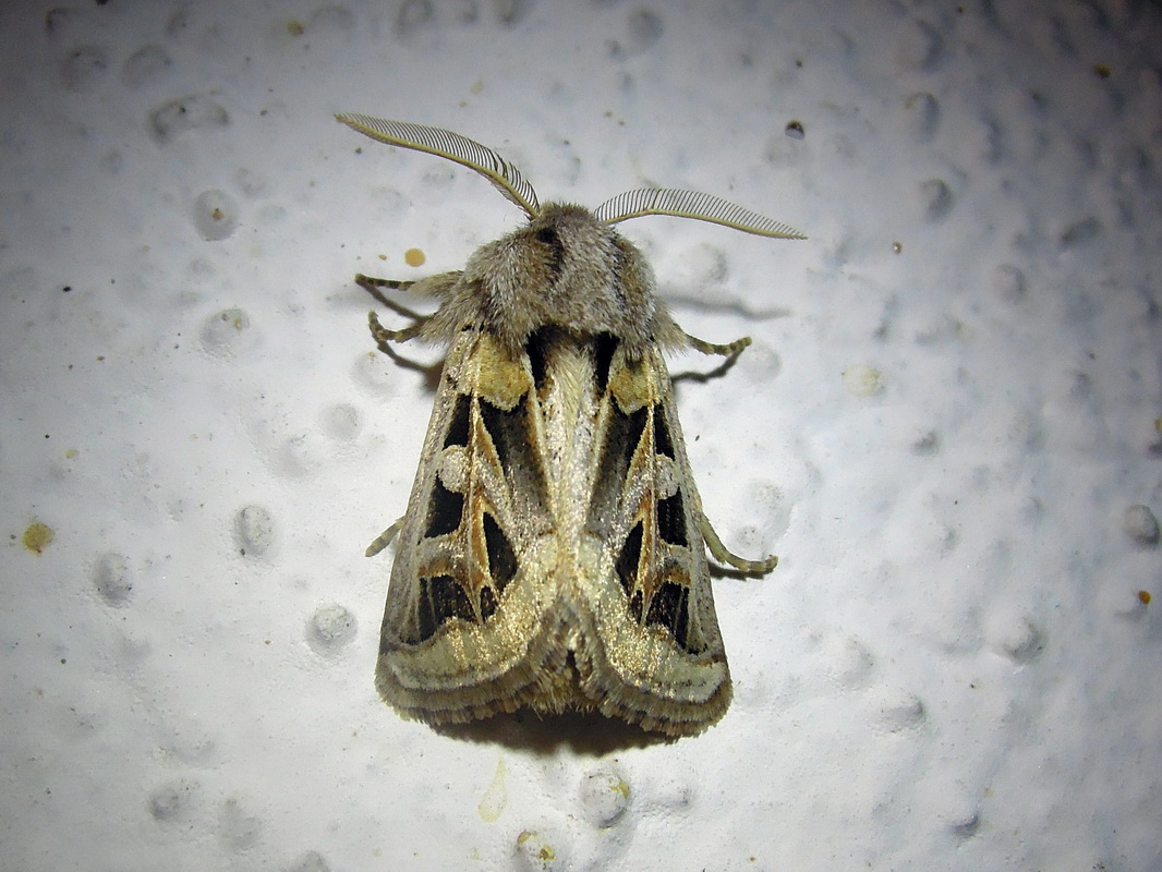Episema glaucina (Noctuidae)